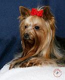Yorkshire Terrier 9Y110D-065